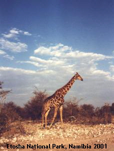 Etosha National Park, Namibia 2001